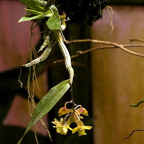 Dendrobium guerreroi unspecified picture