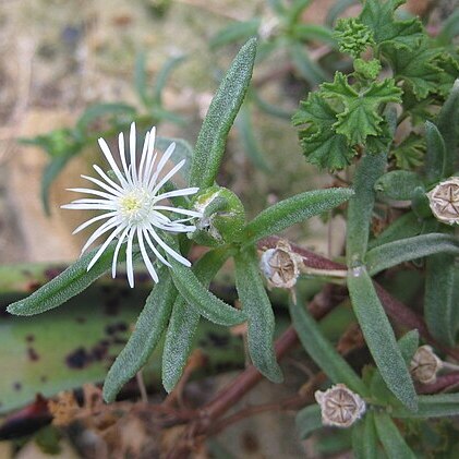 Delosperma steytlerae unspecified picture