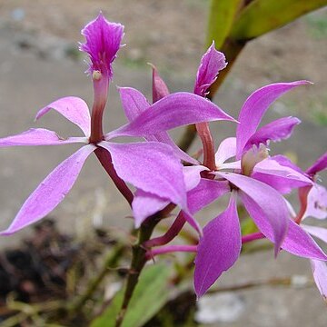 Epidendrum flexuosum unspecified picture