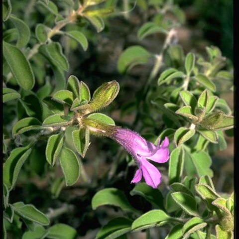 Eremophila ovata unspecified picture