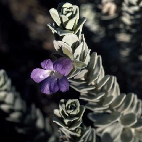 Eremophila rhegos unspecified picture