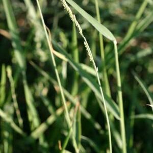 Eriochloa contracta unspecified picture