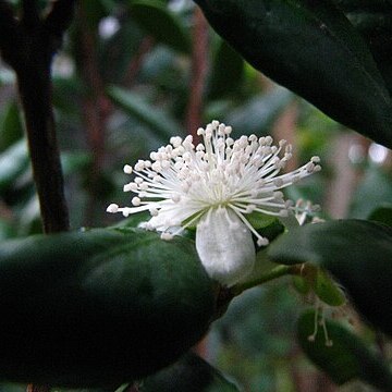 Eugenia koolauensis unspecified picture