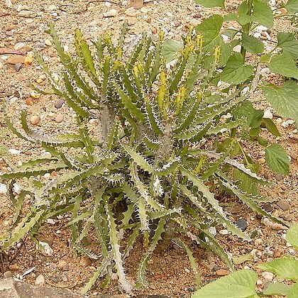 Euphorbia tetragona unspecified picture