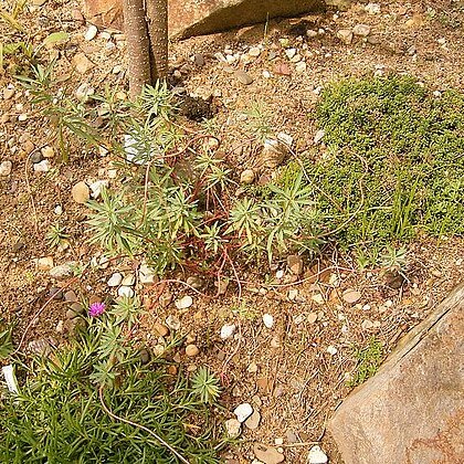 Euphorbia ceratocarpa unspecified picture