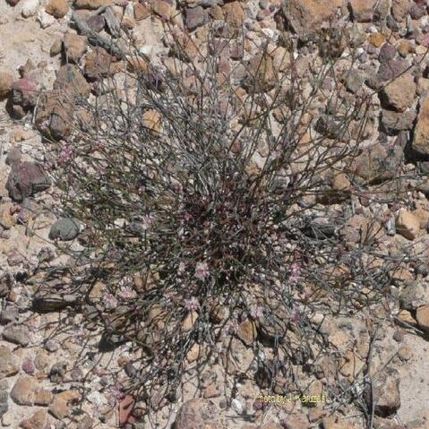 Eriogonum apricum unspecified picture