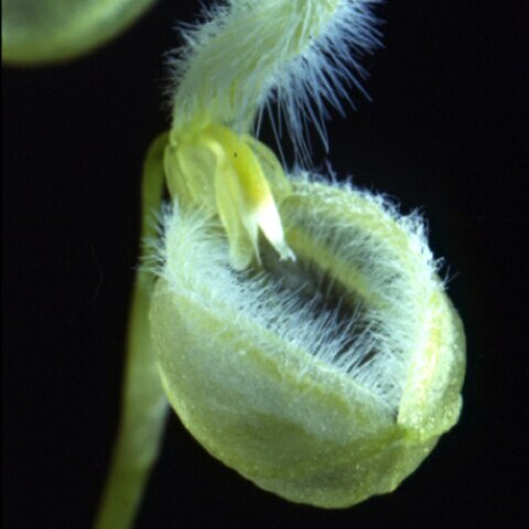 Stelis pilosa unspecified picture