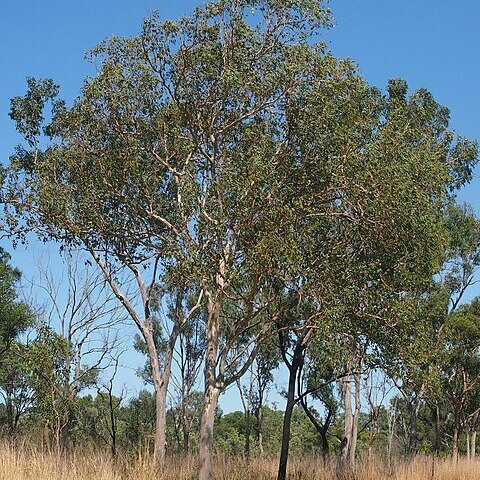 Eucalyptus platyphylla unspecified picture