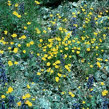 Eschscholzia caespitosa unspecified picture