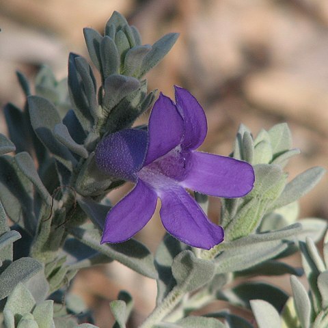 Eremophila hygrophana unspecified picture