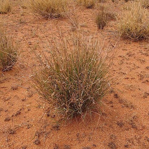 Enteropogon ramosus unspecified picture