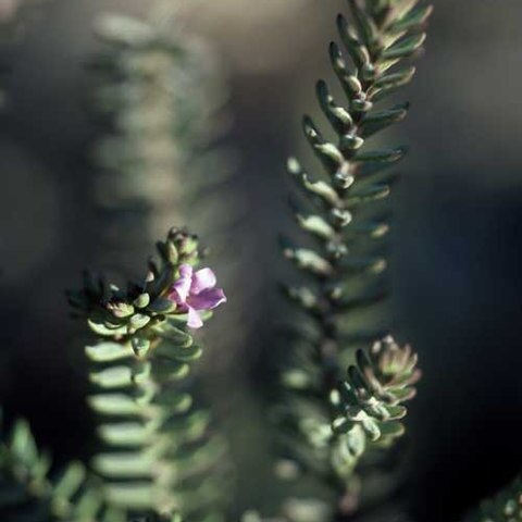 Eremophila veronica unspecified picture