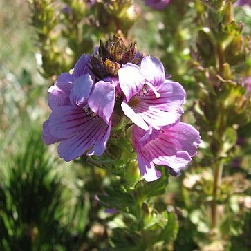 Euphrasia lasianthera unspecified picture