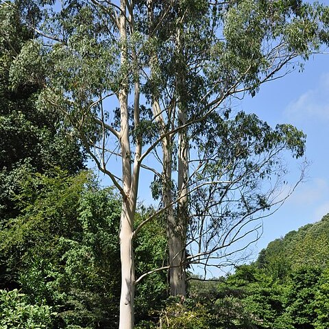 Eucalyptus dalrympleana unspecified picture