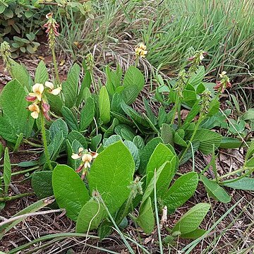 Eriosema cordatum unspecified picture