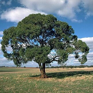 Eucalyptus odorata unspecified picture