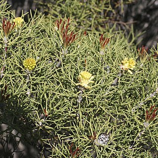 Petrophile biternata unspecified picture