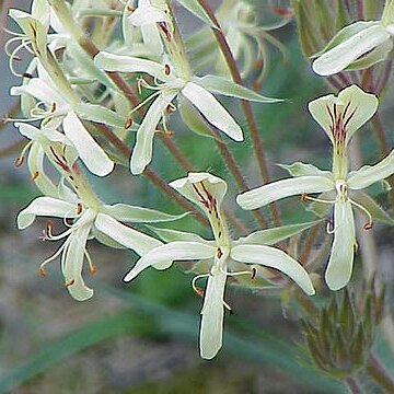 Pelargonium oblongatum unspecified picture