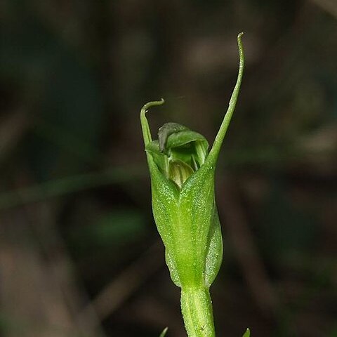 Pterostylis foliata unspecified picture