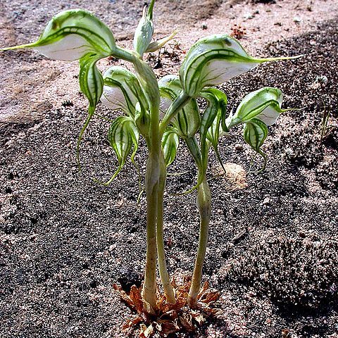 Pterostylis planulata unspecified picture