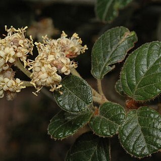 Pomaderris eriocephala unspecified picture