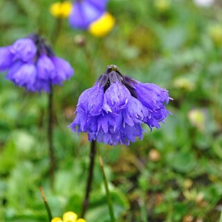 Primula amethystina unspecified picture