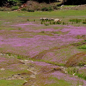 Navarretia leptalea unspecified picture