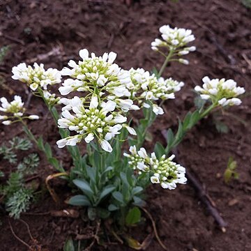 Noccaea goesingensis unspecified picture