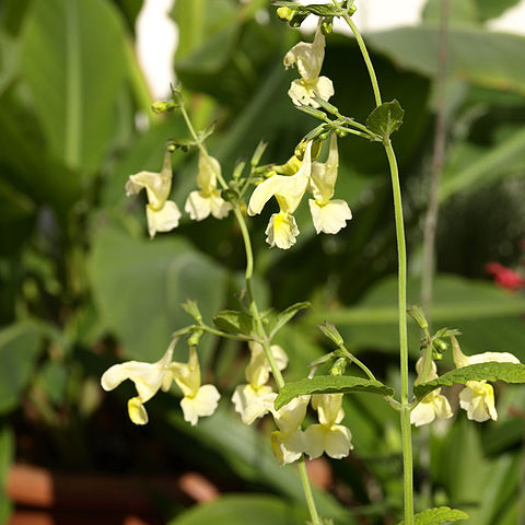 Nepeta govaniana unspecified picture