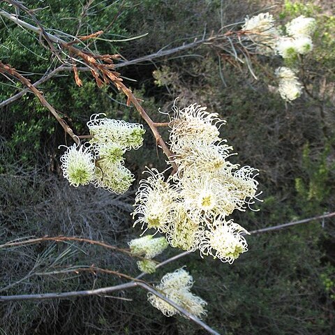 Grevillea leucopteris unspecified picture