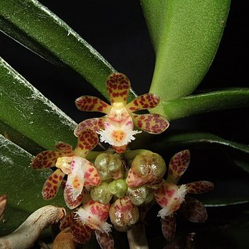 Gastrochilus sororius unspecified picture