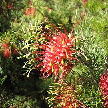 Grevillea thelemanniana unspecified picture