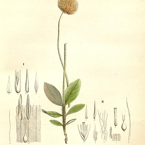 Gomphrena sellowiana unspecified picture