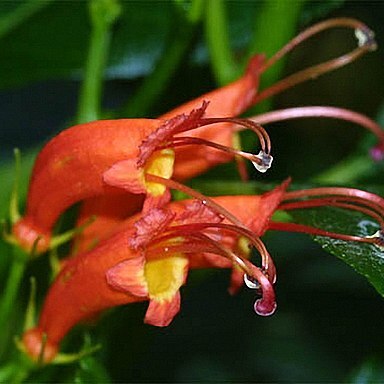 Gesneria unspecified picture