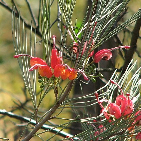 Grevillea erectiloba unspecified picture