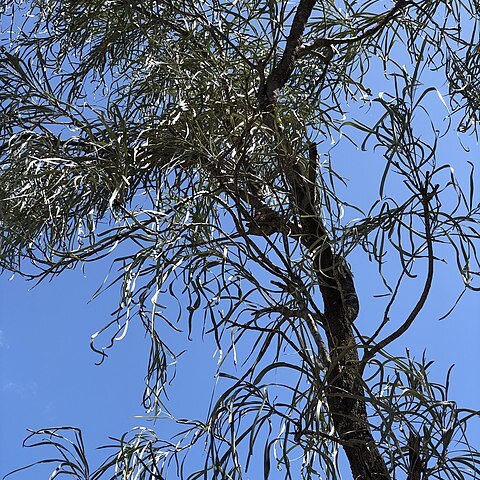 Grevillea parallela unspecified picture