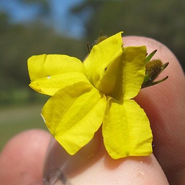 Goodenia stelligera unspecified picture