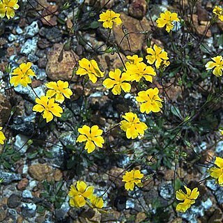 Goodenia claytoniacea unspecified picture