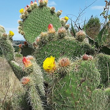 Opuntia huajuapensis unspecified picture