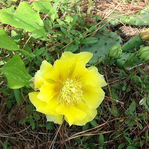 Opuntia nemoralis unspecified picture