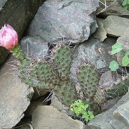 Opuntia polyacantha var. hystricina unspecified picture