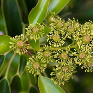 Trochodendron unspecified picture