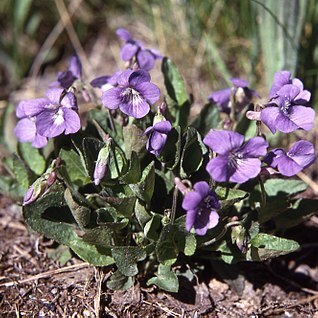 Viola nephrophylla unspecified picture