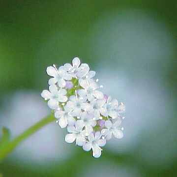 Valerianella coronata unspecified picture