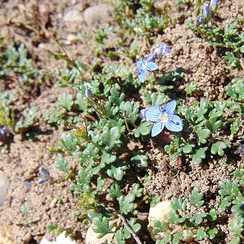 Veronica oltensis unspecified picture