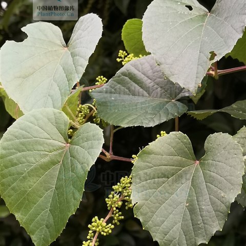 Vitis pseudoreticulata unspecified picture