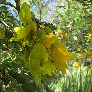 Sophora masafuerana unspecified picture