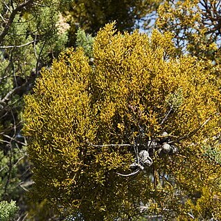 Phoradendron bolleanum unspecified picture