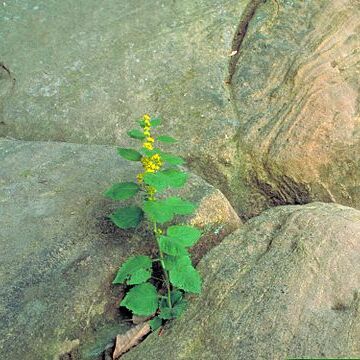 Solidago albopilosa unspecified picture