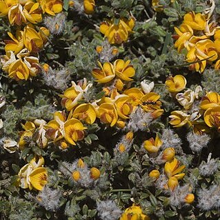 Pultenaea polifolia unspecified picture